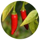 Piments