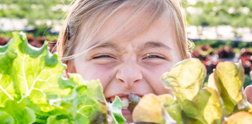 Venez cueillir dès le 3 avril 2024 Salade