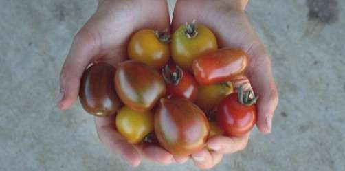 tomates cerises 