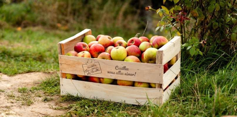 pommes