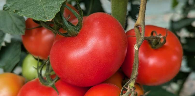 tomates