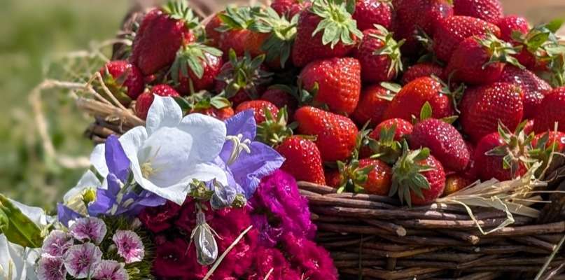 Fête des mères Fraises et fleurs