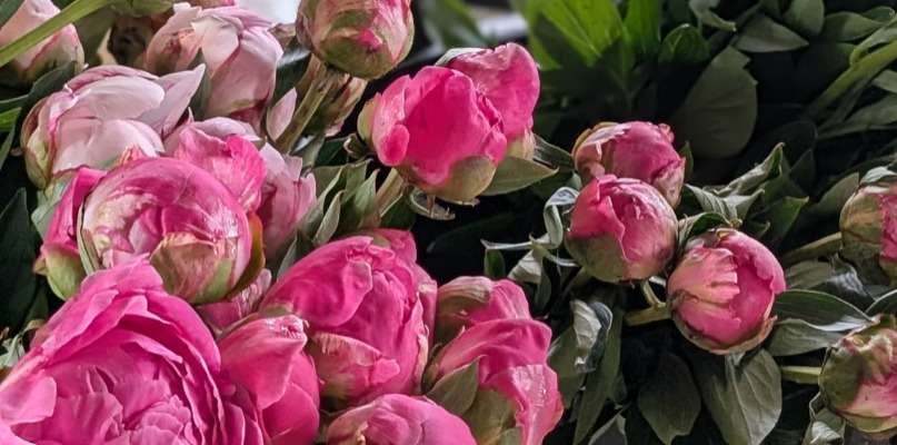 pivoine