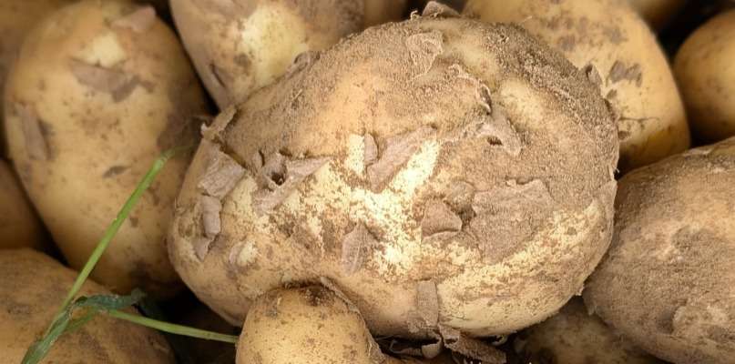Nos pommes de terre nouvelles