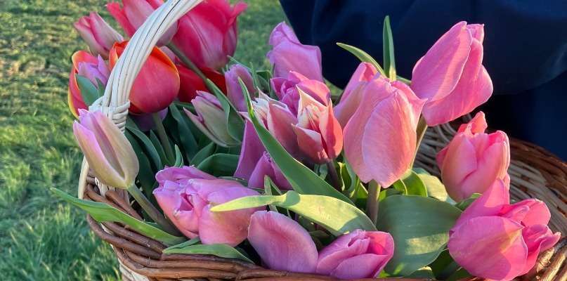 Venez cueillir vos tulipes ! Tulipes