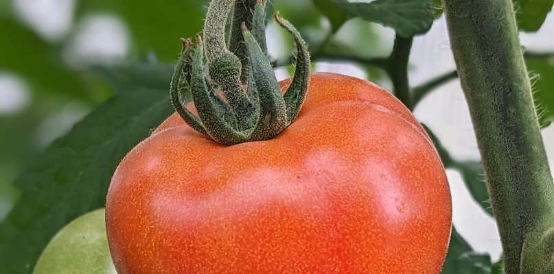 Les premières tomates sont là Tomate