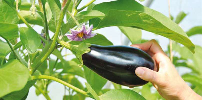 aubergines