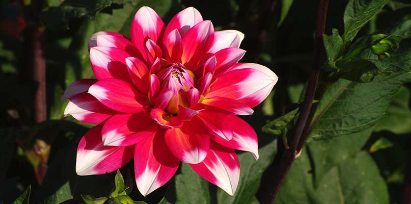 dahlias dahlias