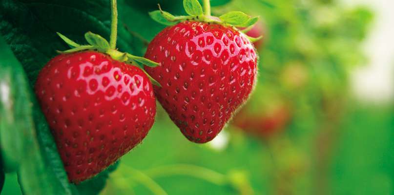 fraises fraises