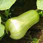 Cueillette du Plessis à Chanteloup Le butternut