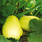 Cueillette du Plessis à Chanteloup La courge spaghetti