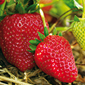 Cueillette du Plessis à Chanteloup Fraises de saison