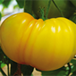 Cueillette du Plessis à Chanteloup Tomate ananas