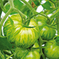 Cueillette du Plessis à Chanteloup Tomate Green Zebra